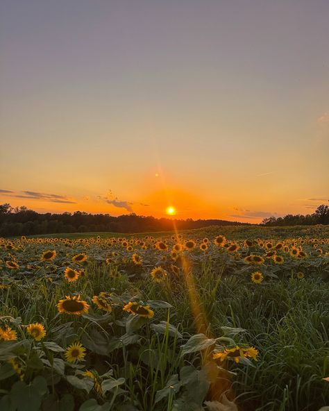 sunflower lovers🌻🌅🦋 #sunflowerfield #flowerfield #fallactivities #couplegoals #falldate Sunflower Field Aesthetic, Sunflowers Aesthetic, Goals Board, Sunflowers Field, Sunflower Aesthetic, Natural Views, Fall Dates, City Sky, Sunflower Garden