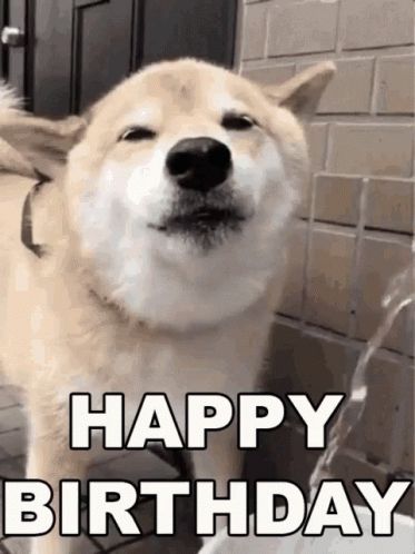 HBD Happy Birthday GIF - HBD HappyBirthday - Discover & Share GIFs Happy Birthday Dog Gif, Happy Birthday Meme Gif, Happy Birthday Animals Funny, Happy Birthday Dog Meme, Happy Birthday Funny Dog, Hbd Happy Birthday, Happy Birthday Pug, Animal Happy Birthday, Funny Happy Birthday Gif