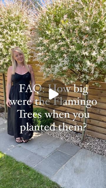 Stephanie Larbey on Instagram: "Answers: We planted these Salix Flamingo trees 3 year ago and they’ve really thrived in our garden. 

We give them a really decent cut back every Winter and a small trim in the Summer. We don’t feed them anything just lots of water! 

#gardening #gardeninspiration #gardenideas #gardeninspo #gardening4pleasure #gardeninglife #gardeningtips #gardening_feature #gardeningideas #gardeninspirations #salixflamingo #gardenstyle #houseandgardenstyle #gardentherapy #yourhomesandgardens #gardencenter #myhomeandgarden #myhomestyle #myhometrend #myhome2inspire #myhomevibe" Salix Flamingo Tree Border, Flamingo Salix Tree, Flamingo Tree Garden, Salix Flamingo Tree, Flamingo Tree, Privacy Garden Ideas, Flamingo Garden, Tree Borders, Garden Trees