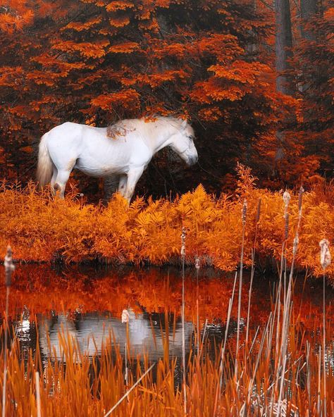 EARTH FOCUS on Instagram: “White horse in New Hampshire 🍁 Photo by @greg_dubois Explore. Share. Inspire: #earthfocus” Horse Pics, Majestic Horse, I Love Horses, Pet Animals, Clydesdale, White Horses, Equine Photography, My Horse, Pretty Horses