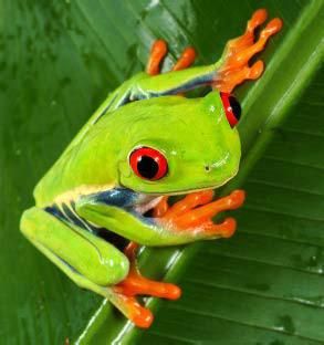 red-eyed tree frog Rainforest Frog, Tree Frog Tattoos, Frog Species, Green Tree Frog, Red Eyed Tree Frog, Frog Tattoos, Rainforest Animals, Frog Drawing, Green Frog