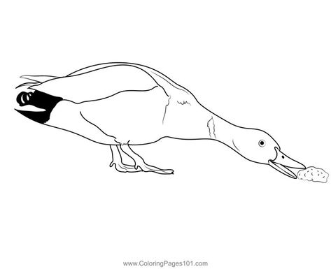 Mallard Duck Eating Bread Coloring Page Duck Eating Bread, Bread Coloring Page, Ducks Coloring Pages, Front Of A House, Drawing Heads, Mallard Duck, Mallard, Free Kids, Printable Coloring Pages