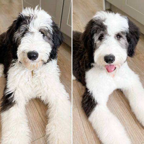 Doodle Haircuts to Swoon Over (TONS of Pictures!) Sheepadoodle Haircut, Golden Retriever Haircut Styles, Sheepadoodle Grooming, Golden Retriever Haircut, Goldendoodle Haircuts, Goldendoodle Grooming, Sheepadoodle Puppy, Monochrome Makeup Look, Puppy Grooming