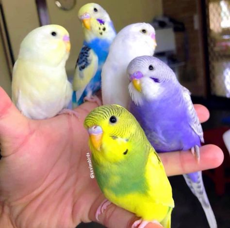 Funny Budgies, Cute Budgies, Birds In Nature, Budgies Parrot, Budgie Bird, Parakeet Bird, Budgies Bird, Funny Parrots, Cute Small Animals