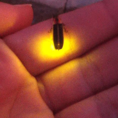 Lightning bug friend :) Catching Fireflies Aesthetic, Bea Aesthetic, Firefly Aesthetic, Woven Kingdom, Firefly Jar, Ziggy Berman, Fire Flies, Lighting Bugs, Letting Them Go