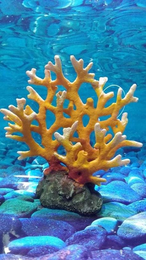 Coral Photography, Coral Reef Photography, Coral Plant, Coral Reef Art, Under Ocean, Coral Ocean, Ocean Projects, Cnidaria, Fauna Marina