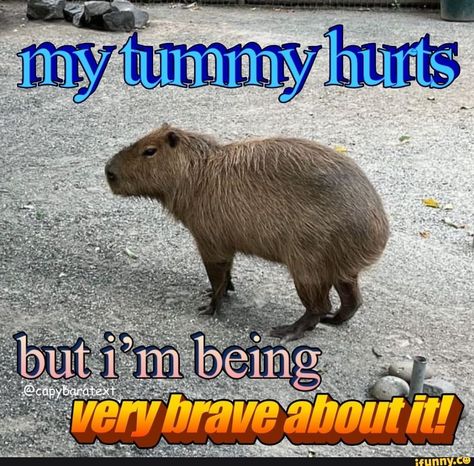 Tummy Hurt Reaction, Capybara Meme, Roblox Cringe, My Tummy Hurts, Tummy Hurts, Cute Animal Memes, Spotify Playlists, Meme Stickers, Wholesome Memes