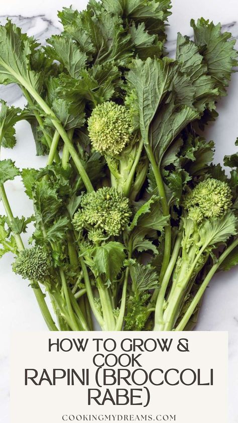 How to Grow and Cook Rapini (Broccoli Rabe) How To Makr, Broccoli Rabe, Leafy Greens, Chili Pepper, Plant Life, How To Grow, Stir Fry, Kale, Broccoli