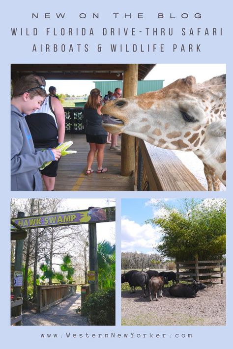 Wild Florida, Vacation List, Florida Getaway, Florida Travel Guide, Visit Orlando, Kissimmee Florida, Wildlife Park, Drive Thru, Travel Blogging