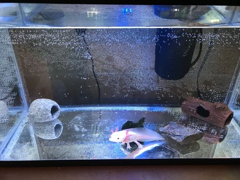 Axolotl Tank, Terrarium Tank, Aquarium Set, Cool Tanks, New Tank, Water Me, Fish Pond, How To Set Up, Water Cooler