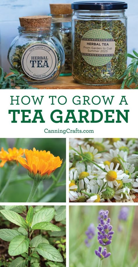 Learn how to grow a TEA GARDEN and make homemade herbal tea. Grow hard to find herb varieties & combine them to enhance taste, & aroma, giving you endless possibilities for creating your perfect cup. Enjoy in fall, winter, & use for gifting.
| CanningCrafts.com | #herbgarden #herbgardening #herbs #garden #gardening  #gardeningtips #organicgardening #growyourownfood #herbaltea #tea #garden Tea Garden Herbs, Tea Flower Garden, Tea Garden Landscape, Selling Herbal Teas, Herb Tea Garden, How To Grow An Herb Garden, How To Make Homemade Tea, Herbs For Tea Garden, How To Dry Herbs For Tea