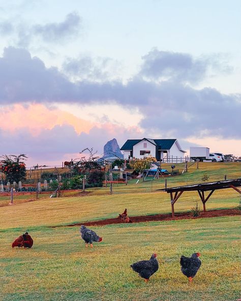 Gorgeous Farm Stay Views ✨🏠🌸 Just wishing I could go back now!! Have you ever stayed at one? #glasshousemountains #sunshinecoast #sunshinecoasthinterland #queensland #queenslanders #queenslandtourism #australia #australiagram #seeaustralia #australian #farmstay #airbnb #airbnbhomes #uniqueairbnb Farmstay Airbnb, Glasshouse Mountains, Australian Farm, Work In Australia, Farm Stay, Air B And B, Sunshine Coast, May 22, Queensland