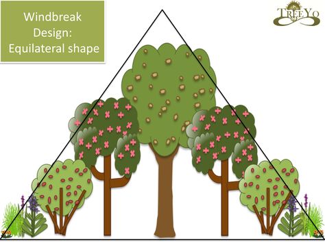 windbreak design shape Windbreak Trees, Permaculture Design Course, Wind Break, Permaculture Gardening, Permaculture Design, Edible Landscaping, Farm Design, Forest Garden, Hobby Farms