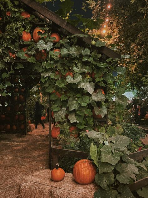 super cute pumpkin farm #pumpkin #pumpkinpatch #farm #date #dateideas #autumn Garden Pumpkin Patch, Pumpkin Patch Landscape, Autumn On The Farm, Front Yard Pumpkin Patch, Pumpkin Farm Aesthetic, Green Fall Aesthetic, Pumpkin Farming, Pumpkin Patch Garden, Fall Greenhouse