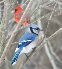 My blue jay problem | Lifestyles | eagletimes.com Blue Jay And Cardinal, Cardinal Meaning, Run On Sentences, Owl Species, Northern Cardinal, Wildlife Photos, Blue Jays, Cool Hats, Blue Jay