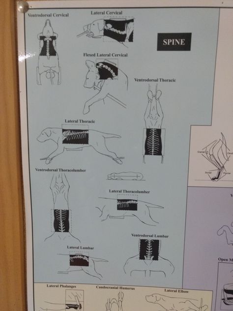 Animal Restraint Techniques, Veterinary Radiology, Vet Nursing, Veterinarian Technician, Vet Tech School, Veterinary Tech, Vet Tech Student, Vet Technician, Vet Nurse