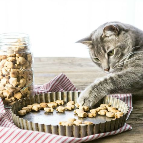 3 Ingredient Salmon Cat Treats. Homemade Cat Treats Recipes, Diy Cat Treats, Salmon Cat, Homemade Pet Treats, Homemade Cat Food, Recipes Salmon, Turkey Pumpkin, Chicken Treats, Diy Cat Toys