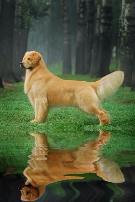 Magnificent Golden Funny Puppy Pictures, Chien Golden Retriever, Golden Retriever Mix, A Golden Retriever, 강아지 그림, Retriever Puppy, Dogs Golden Retriever, Puppy Pictures, Retriever Dog