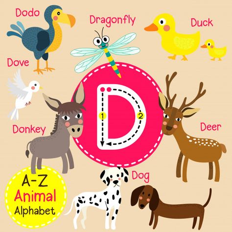 Zoo Alphabet, Animal Alphabet Letters, D Letter, Printable Flash Cards, Letters For Kids, Alphabet Preschool, Alphabet Printables, Animal Alphabet, Letter D