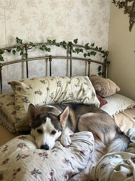 Cottagecore Pet Room, Dog In House, Cottagecore Pets, Puppy On Bed Aesthetic, Cottagecore Dog Bed, Soft Cottagecore, Cottagecore Bed And Breakfast, Bed Aesthetic, Cottagecore Room