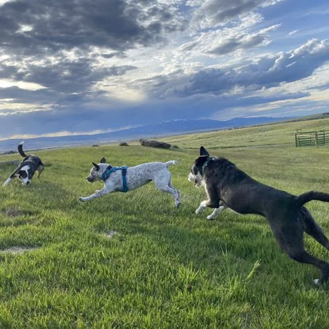 Doggy Daycare Ideas, Dogs Outside, Outside Dogs, Doggy Daycare, Anatolian Shepherd, Dog Exercise, Animals Photos, A Husky, Daycare Ideas