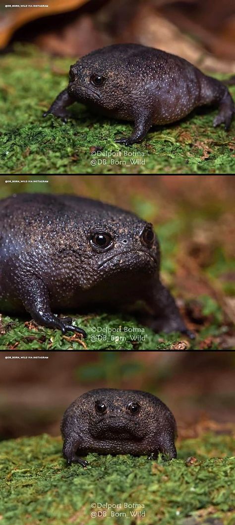 African Rain Frog, Rain Frog, Black Rain, African Animals, Fish Pet, Cute Animals, Animals, Instagram, Black