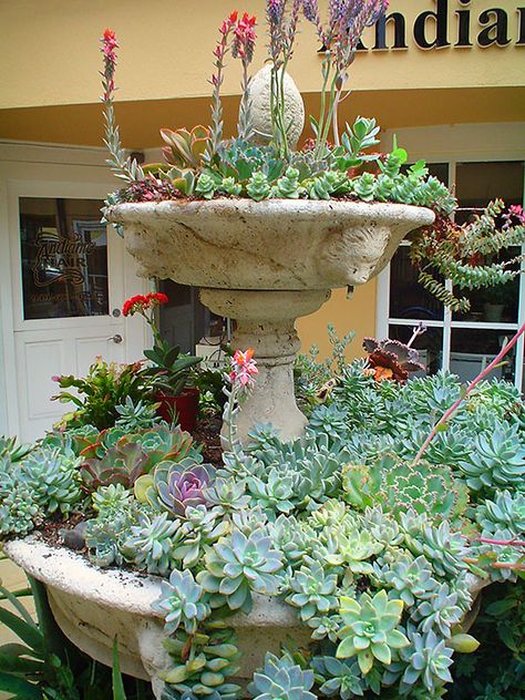 Succulent Fountain - Photo by Maureen Gilmer Succulent Fountain, Fountain Planter, Concrete Fountains, Blooming Succulents, Succulent Ideas, Fountain Ideas, Plant Succulents, Succulent Landscaping, Types Of Succulents