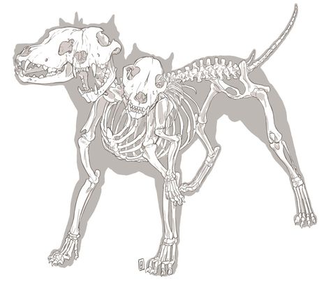 Wolf Skeleton Drawing, Animal Skeletons Tattoo, Cerberus Skeleton, Animal Anatomy Tattoo, Skeleton Animals Drawing, Skeleton Dog Drawing, Skeleton Dog Tattoo, Animal Bones Drawing, Dog Skeleton Tattoo