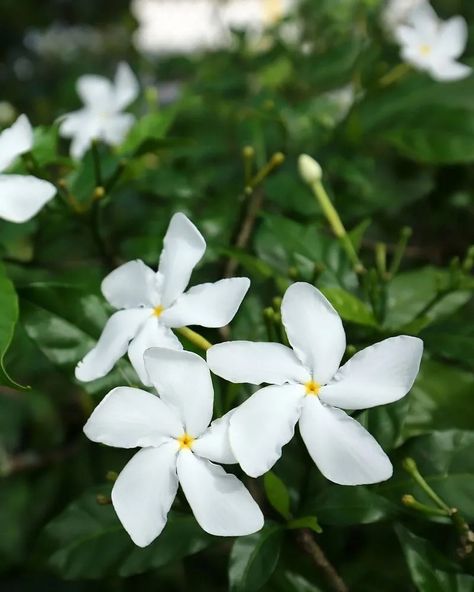 All You should know about Pinwheel Jasmine (Tabernaemontana divaricata) > how to care and characteristics 🌱 PlantIn 🌿 Our best expert are here for your plants! Bee Attracting Plants, Jasmine Plant Care, Plants To Attract Bees, Low Maintenance Shrubs, Mushroom Plant, Jasmine Plant, Natural Probiotics, Potted Plants Outdoor, Plant Problems