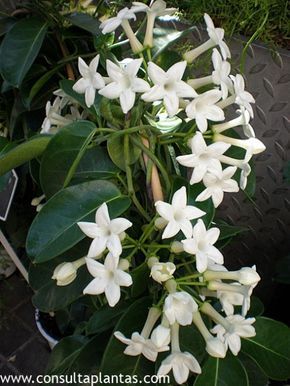 Cuidados de la planta Stephanotis floribunda o Jazmín de Madagascar Primitive Garden Decor, Rare Orchids, Magic Herbs, Leafy Plants, Book Flowers, Jasmine Flower, Garden Deco, Family Garden, Wonderful Flowers