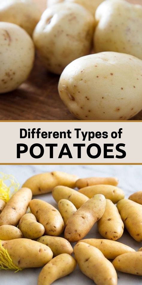 There are essentially six types of potatoes: Russet, red, yellow, white, fingerling, and blue. Each has its own characteristics, and knowing which one is most suited to your dish goes a long way toward making what you cook delicious. #TypesofPotatoes #Potato #RussetPotatoes #RedPotatoes #YellowPotatoes #WhitePotatoes #BluePotatoes #FingerlingPotatoes White Potatoes Recipes, Potatoes Russet, Blue Potatoes, Types Of Potatoes, Idaho Potatoes, Yellow Potatoes, Potato Recipes Side Dishes, Small Potato, Fingerling Potatoes