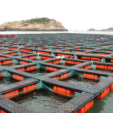 Fish Cage Farming, Seafood Farming, Aquaculture Fish Farming, Fish Farming Ponds, Commercial Farming, Cages For Sale, Floating Architecture, Fish Farm, Outdoor Restaurant Design