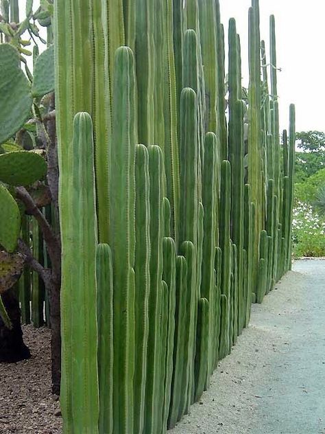 A Organ Pipe Cactus Wall: an elegant wall for a desert garden. This looks to be Organ Pipe Cactus (Lemaireocereus marinates) and a little research shows that it has often been used for natural fencing in the past. You can find more information through this Google Search on Organ Pipe Cactus. - very effective as a wall I am sure Organ Pipe Cactus, Story Teller, Desert Garden, Bohol, Smart Ideas, Desert Plants, Cactus Garden, Cactus Succulents, Desert Landscaping