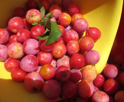 Making Wild Plum Jelly. A Family Tradition. Here's a how too... and the recipe! Enjoy! Wild Plum Jelly Recipe, Wild Plum Jelly, Jelly Making, Plum Butter, Plum Jam Recipes, Wild Plum, Plum Recipes, Homemade Jelly, Plum Jam