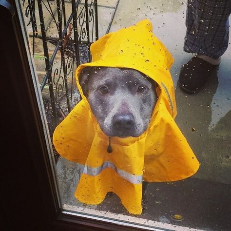 Adorbs! | They look too cute in a raincoat - 24 Reasons Why No One Should Ever Have A Pitbull (FYI - that's sarcasm) Pit Bull Love, Pit Bull Terrier, Mellow Yellow, Pitbull Terrier, Dog Care, Bull Terrier, The Window, Pitbull, I Love Dogs