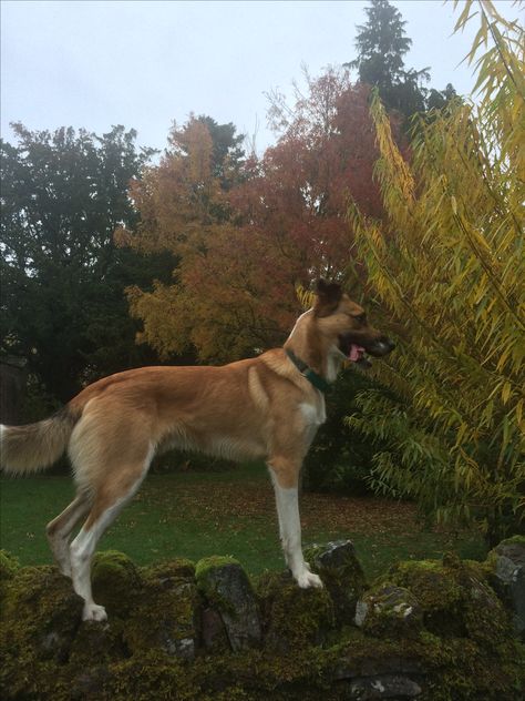 Welsh sheepdog Welsh Sheepdog, Cute Dogs And Puppies, Dogs And Puppies, Cute Dogs, Horses, Puppies, I Want, Dogs, Animals