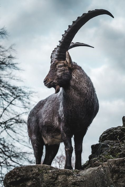 Alpine Ibex by Jan Schneider / 500px Alpine Ibex Goat, Watercolor Creatures, Black Goats, Ibex Goat, Alpine Ibex, Deer Photography, Bull Tattoos, Mountain Goat, Anatomy Reference