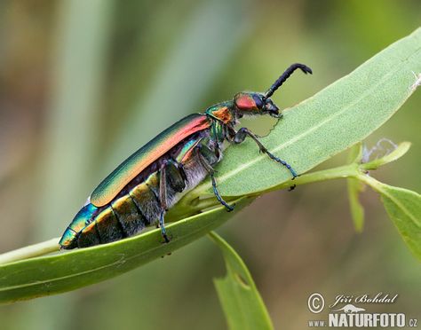 Spanish fly (Lytta vesicatoria) Spanish Fly, Wildlife Pictures, Wildlife Photos, Nature Wildlife, Long History, Health Risks, Nature Images, Fish Pet, Sport Shoes