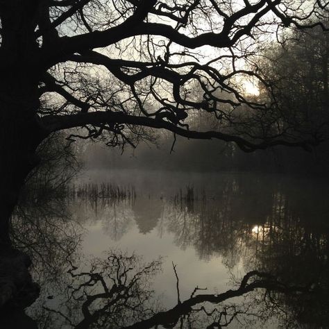 Credence Barebone, Misty Lake, Dark Naturalism, Dark Fairycore, Dark Green Aesthetic, Slytherin Aesthetic, Dark Cottagecore, Dark Paradise, Dark Fairy