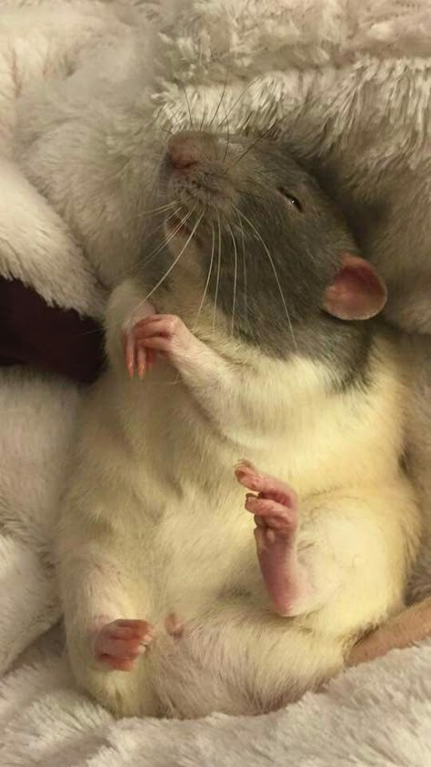 Rat Pet Rats Cute, Animal Wallpaper Cute, Rats Cute, Rat Cute, Rat Pet, Rattus Rattus, Dumbo Rat, Funny Animal Images, Baby Rats