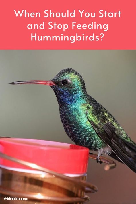 11 Frequently Asked Questions About Feeding Hummingbirds Sugar Water For Hummingbirds, Feeding Hummingbirds, Mother Feeding, Hummingbird Moth, Hummingbird Nectar, Attract Hummingbirds, Hanging Upside Down, Hummingbird Flowers, Hummingbird Garden