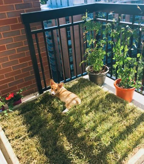 14 DIY Dog Porch Potty & Grass Box Projects | PlayBarkRun Porch Potty, Dog Potty Area, Indoor Dog Potty, Katt Grejer, Apartment Pet, Puppy Room, Apartment Dogs, Living With Dogs, Dog Potty