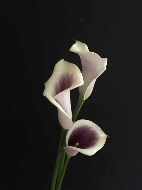 tall and elegant 24" + stems, white flower head with purple center Calla Lily Flowers, Lily Flowers, Flowers Purple, Lily Flower, Calla Lily, White Flower, White Flowers, Lily, Purple