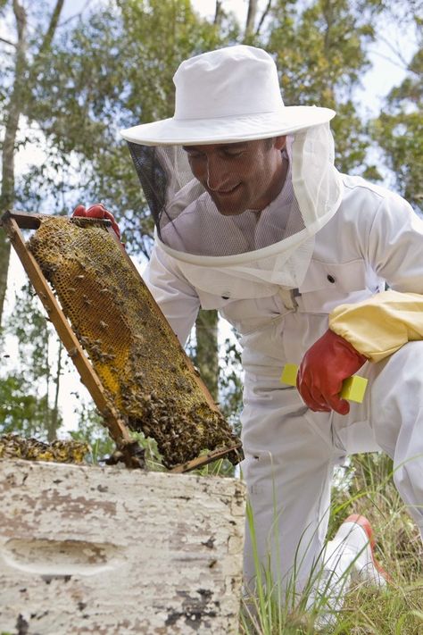 Beginning beekeepers have a useful resource in the American Beekeeping Federation (ABF) website. ABF provides a selection of PDF files with information about every aspect of...