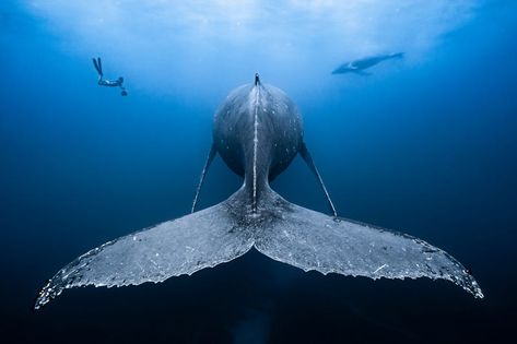 Underwater Photo winners: 39 incredible pictures that will take your breath away - Business Insider Marine Photography, Whale Pictures, Ocean Underwater, Underwater Photographer, Beautiful Sea Creatures, Underwater Life, Underwater Photos, Wildlife Photos, Humpback Whale