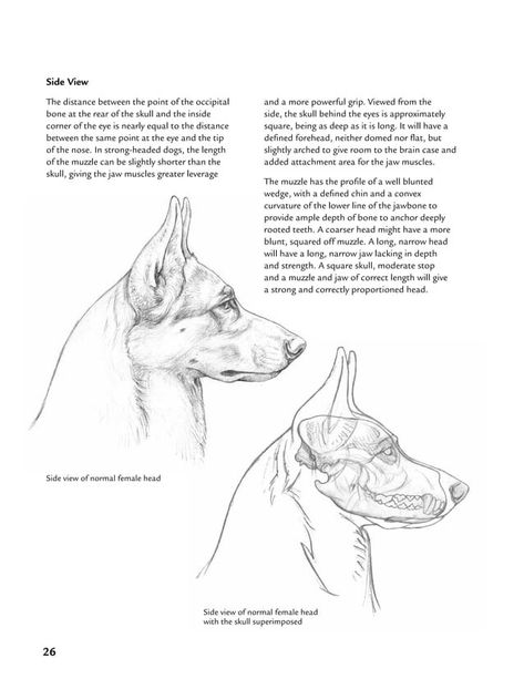 German Shepherd Anatomy, Dog Conformation, Skull Side View, Canine Anatomy, Dog Skull, Canine Drawing, Dog Anatomy, Dog Skeleton, Animal Anatomy