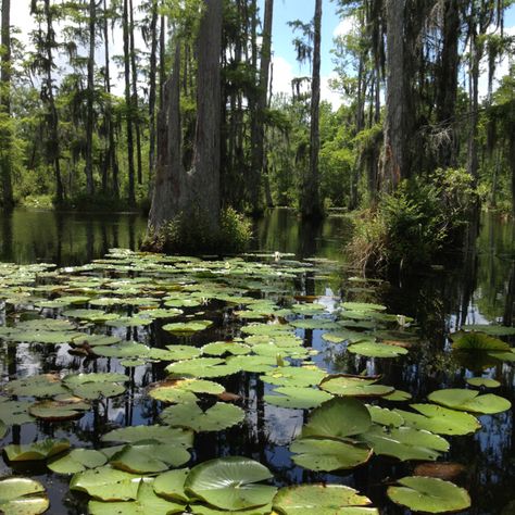 Goose creek ,SC. The notebook was one of the movies filmed there. The Notebook Water Scene, Goose Creek South Carolina, Beach Vacation Spots, Louisiana Swamp, Life In Paradise, Louisiana Bayou, Cypress Gardens, Goose Creek, Peaceful Place