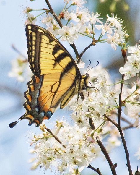 Eastern Tiger Swallowtail - Alabama Butterfly Atlas Butterfly Reference Photo, Flower Butterfly Painting, Yellow Butterfly Aesthetic, Butterfly Photography Nature, Yellow Swallowtail Butterfly, Butterflies Pictures, Yellow Butterfly Tattoo, Eastern Tiger Swallowtail Butterfly, Butterflies Yellow