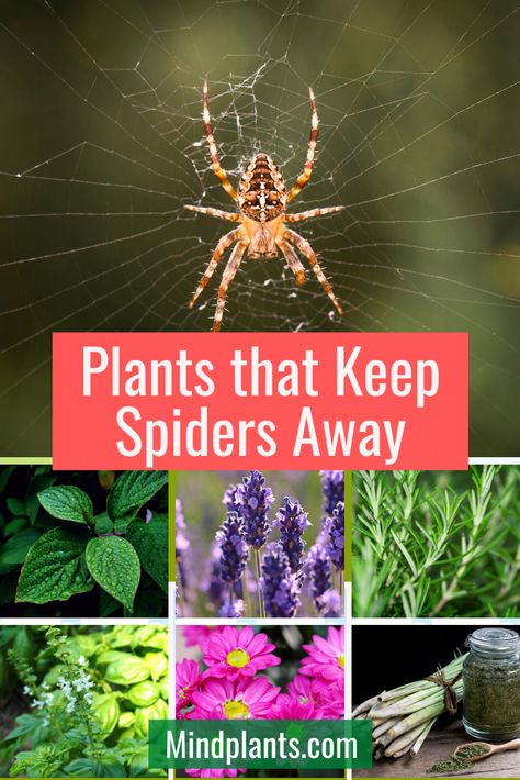 Are there any plants to keep spiders away? Here is a list of 8 spider repellent plants and flowers that you can grow indoors and outdoor garden. How To Get Rid Of Spiders Outdoors, Spider Repellant, Plants That Repel Spiders, Repellent Diy, Insect Repellent Plants, Spiders Repellent, Get Rid Of Spiders, Garden Spider, Garden Problems