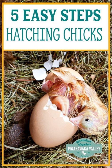 Incubating Chicken Eggs, Hatching Chickens, Chicken Incubator, Meat Rabbits, Raising Chicks, Hatching Chicks, Silkie Chickens, Egg Incubator, Raising Backyard Chickens